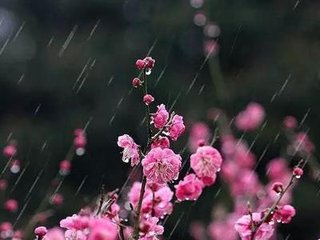 春雨 / 雨中寫懷