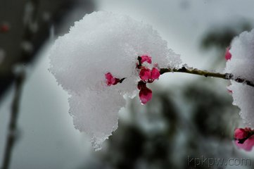 張圣民席上賦紅梅