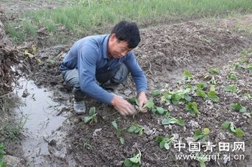 雨晴出田間