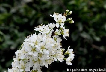 道州城北樓觀李花