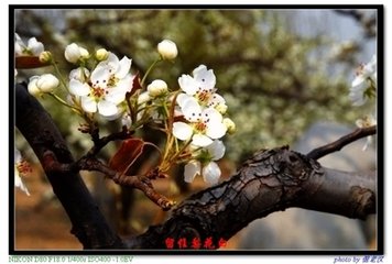 左掖梨花（同王維、皇甫冉賦）