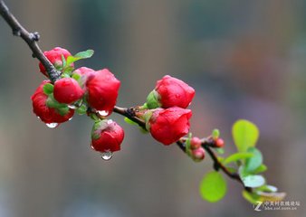 雨中對酒庭下海棠經雨不謝