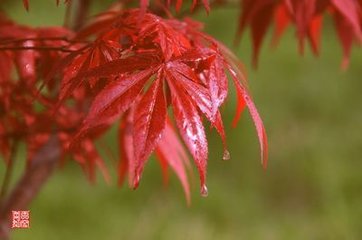 燭影搖紅（雪樓得次子，行臺時治金陵）