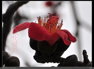 減字木蘭花·燈前初見