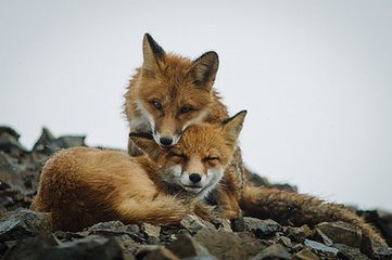 浣溪沙·草偃云低漸合圍