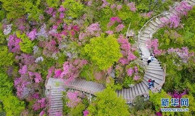 萬年春 杜鵑