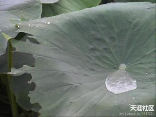 蝶戀花·綠暗紅稀春已暮