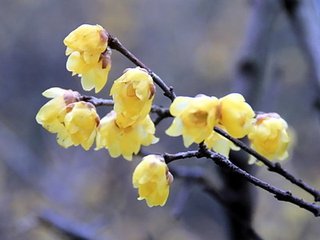 南方未臘梅花已開北土雖春未有秀者因懷昔時